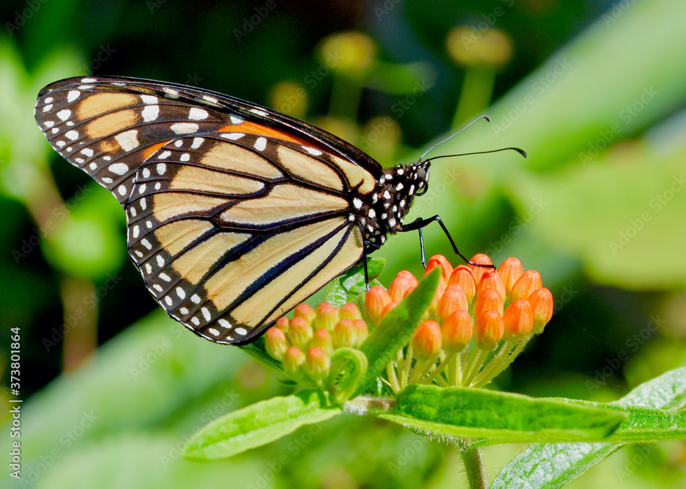 Monarch butterfly (Danaus plexippus) perched on a cluster of Butterfly weed (Asclepias tuberosa) flower buds. Closeup. Monarch butterfly (Danaus plexippus) perched on a cluster of Butterfly weed (Asclepias tuberosa) flower buds. Closeup.