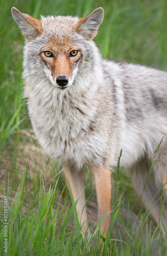 Coyote in the spring Coyote in the spring