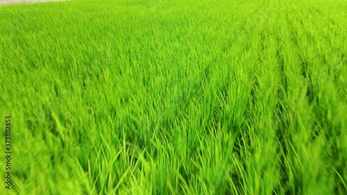 Drone footage of paddy fields that have just been planted