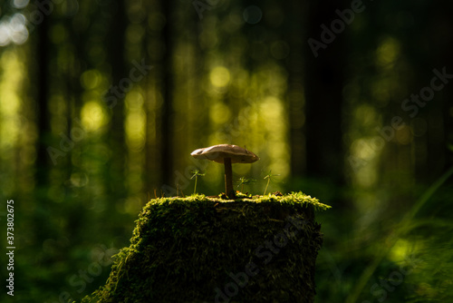 Fairy Forest Magic Mushroom