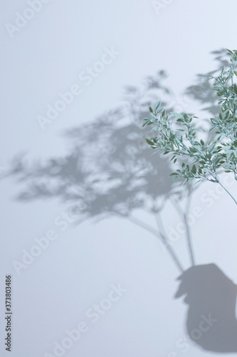 白背景、木漏れ日のイメージ