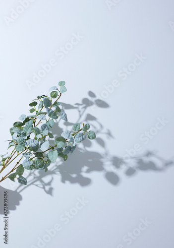 白背景、木漏れ日のイメージ