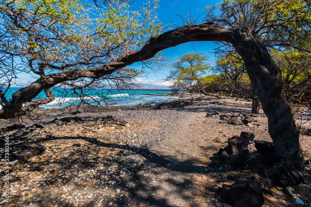Hiking Trail Leading Under Kiawe Tree On Lava Covered Shoreline  Of Kihola State Park Reserve With The Kohala Mountains In The Distance, Hawaii, Hawai,USA