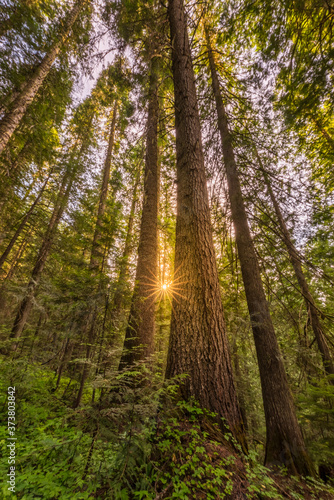 Vertical view of the cedar forest at sunset in Northern Idaho, sunburst effect.