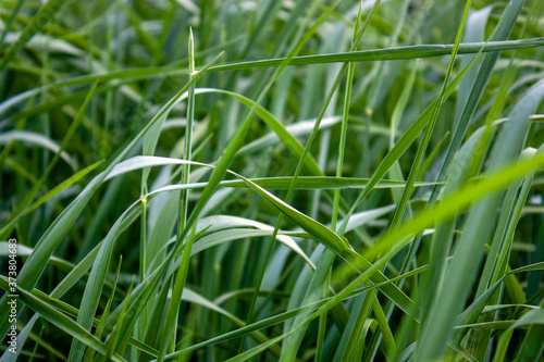 Grass in the summer field close-up. Side view. Flat lay. Grass stalks in diversity.