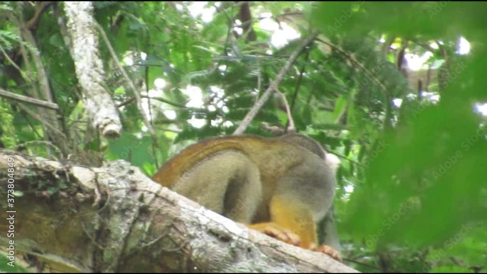 squirrel on tree squirrel on tree