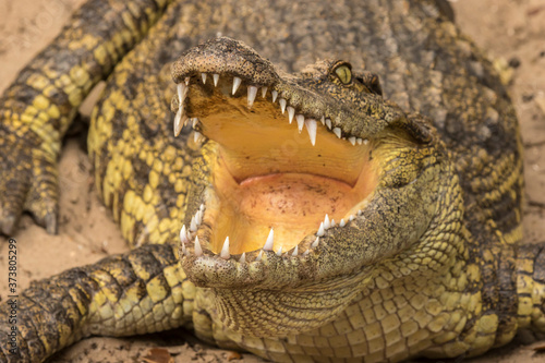 USA, Florida, Anastasia Island. Close-up of captive alligator. Credit as: Cathy & Gordon Illg / Jaynes Gallery / DanitaDelimont. com photo