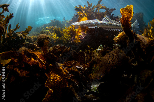 Fotografie Hiding Flathead Fish, Byron Bay Australia