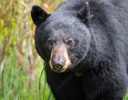 Black bear in the wild