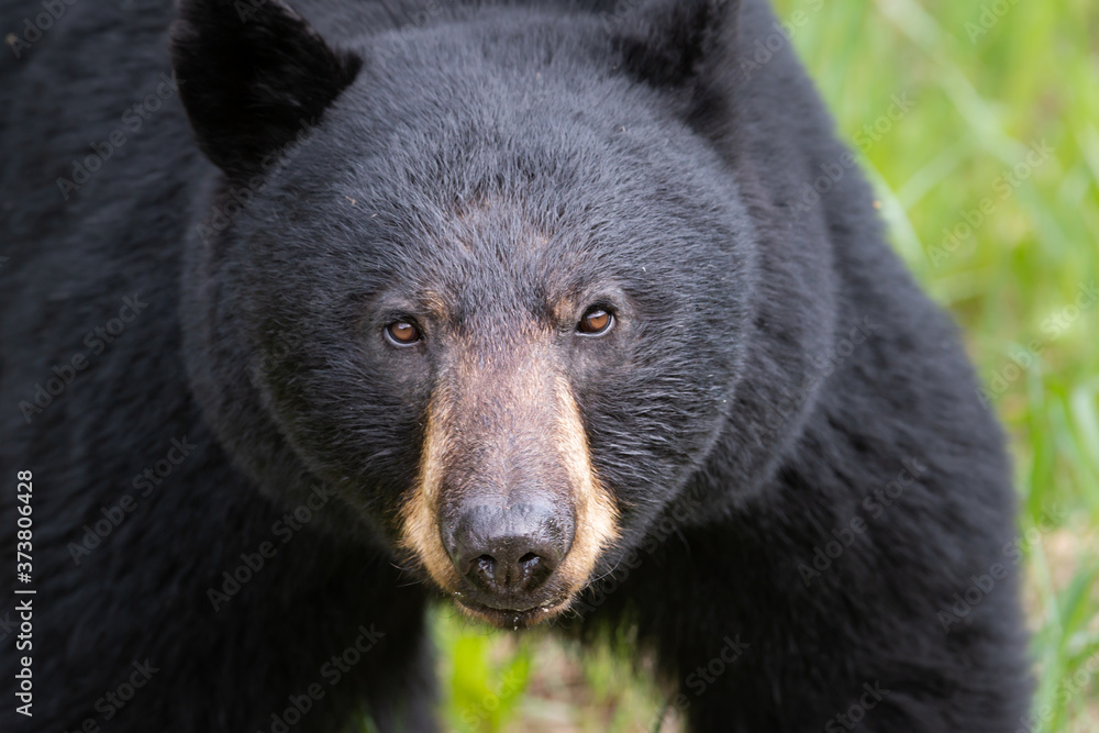 Black bear in the wild