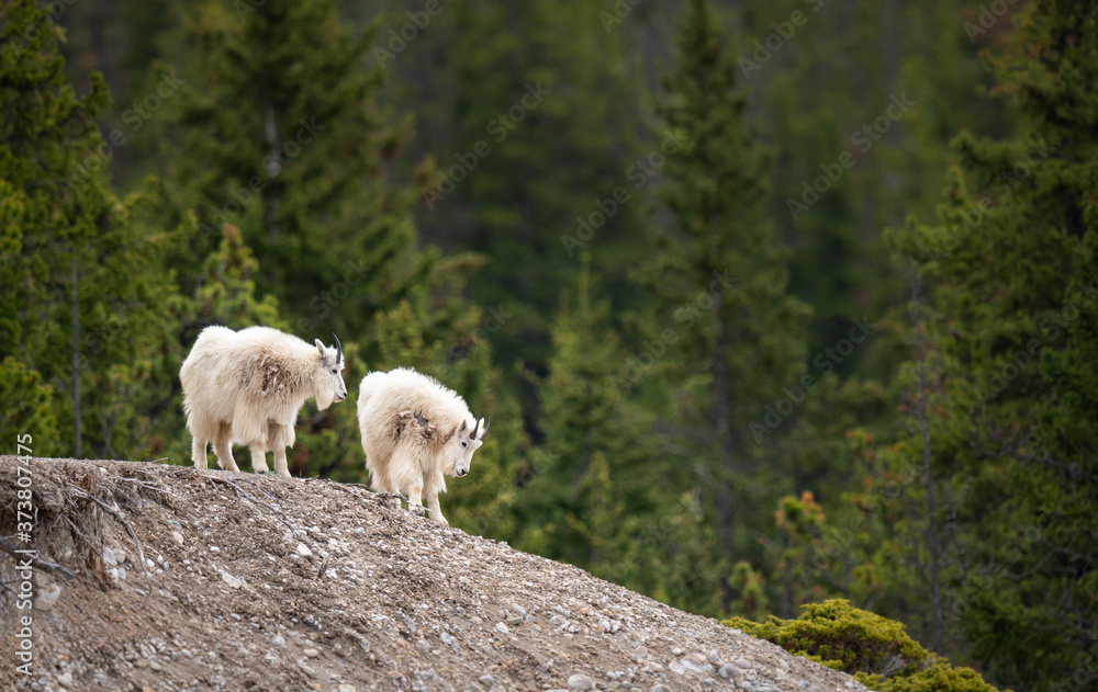 Mountain goat in the spring Mountain goat in the spring