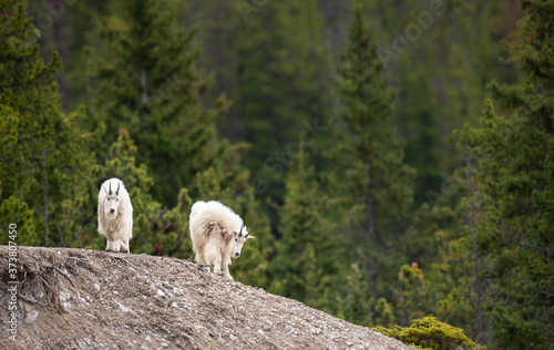 Mountain goat in the spring