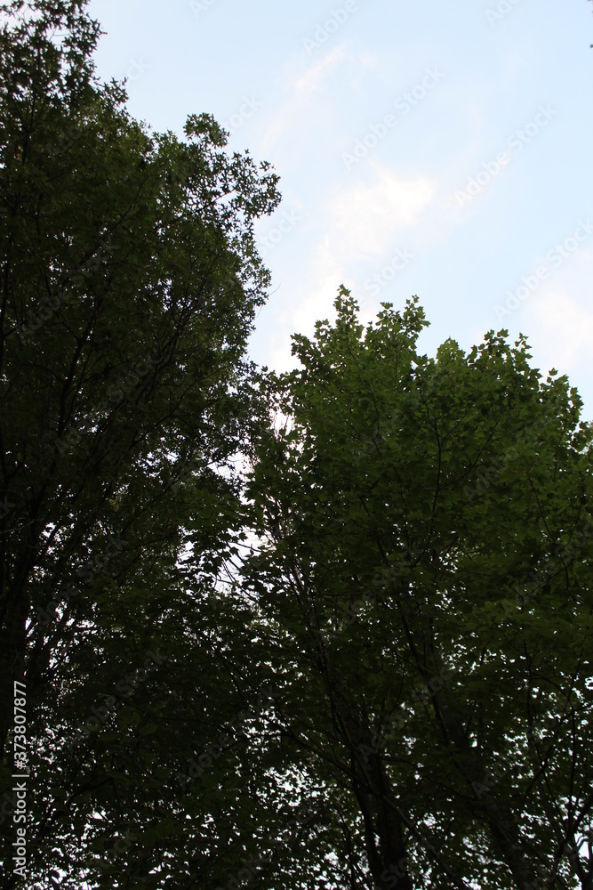 Obraz premium trees and sky