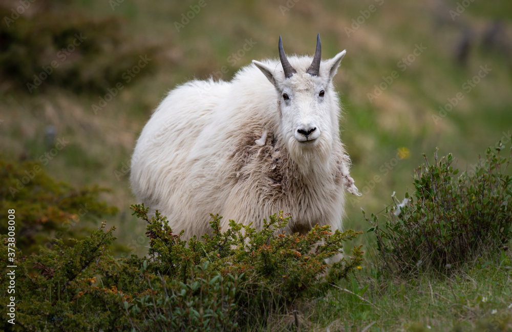 Obraz premium Mountain goat in the spring