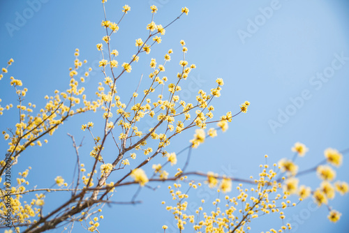 노란 산수유 꽃 © DaeHyck