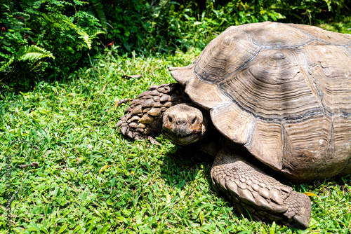 Giant tortoise as a pet walking around its garden photo