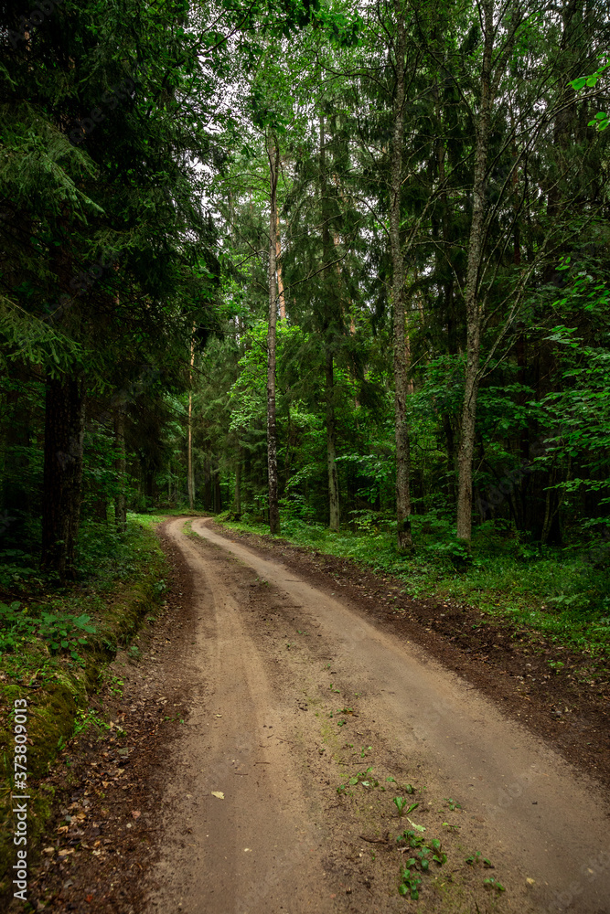 Country side road in the forest summer time Country side road in the forest summer time