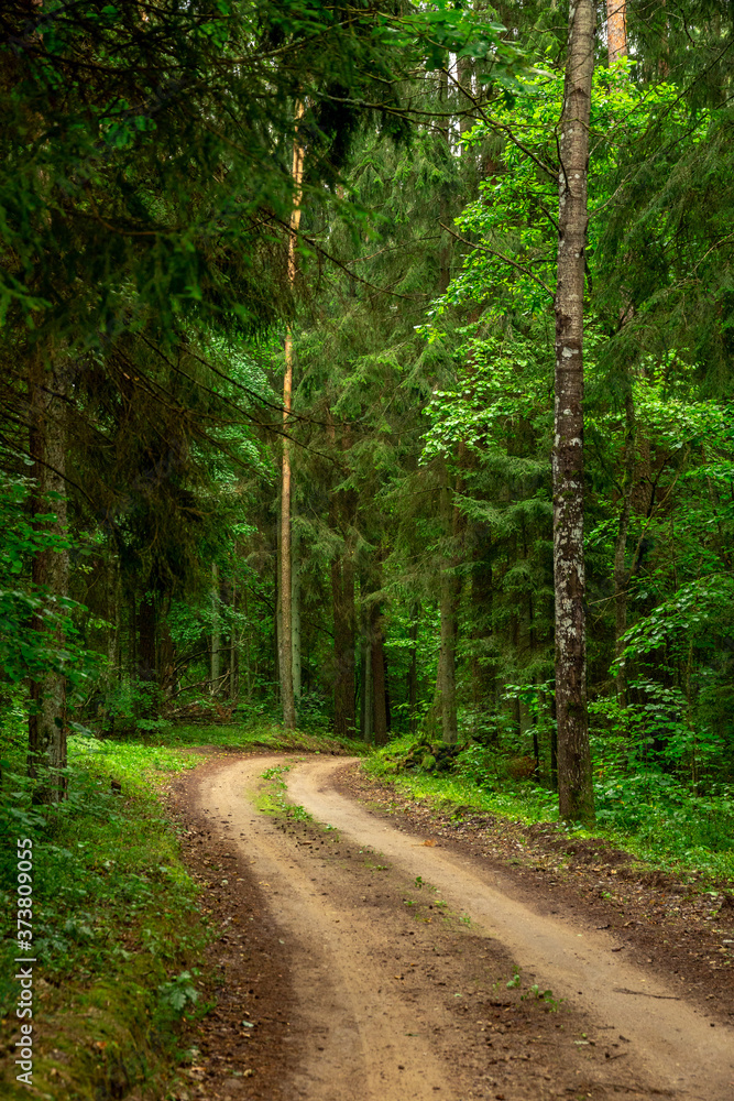 Country side road in the forest summer time Country side road in the forest summer time