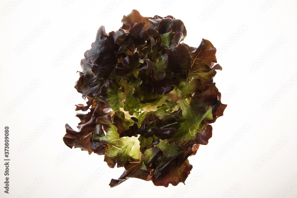 Fototapeta premium lechuga sangria 