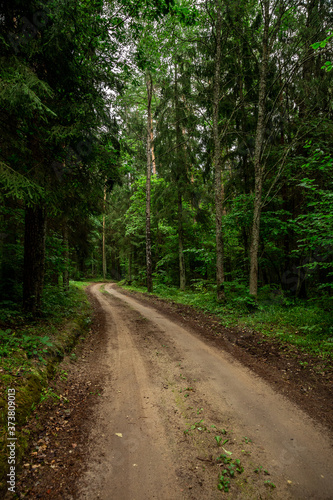 Country side road in the forest summer time