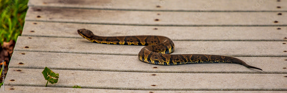 Obraz premium Nature Trail Visitor