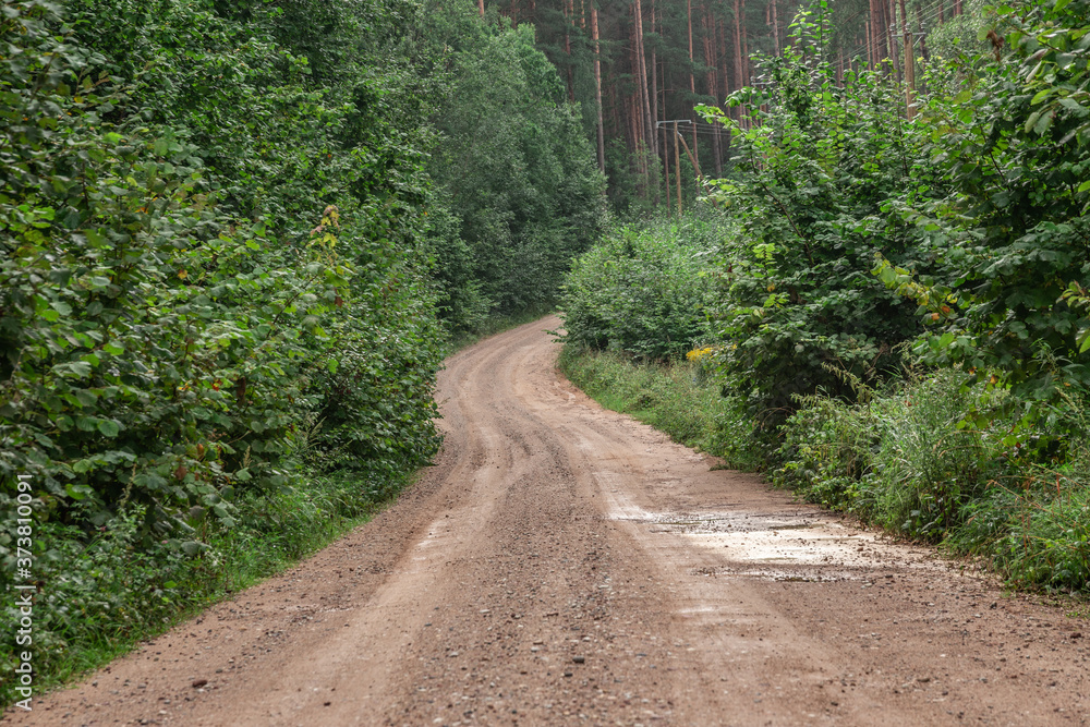 Obraz premium Country side road in the forest summer time