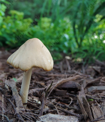 mushroom in the forest © Tori
