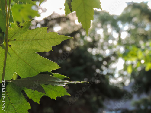 green maple leaves in the sun