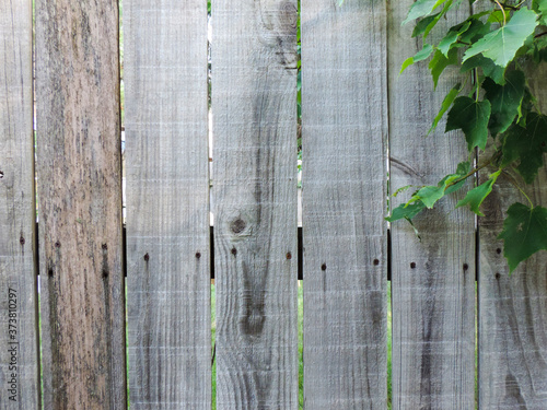 old wooden fence with green leaves