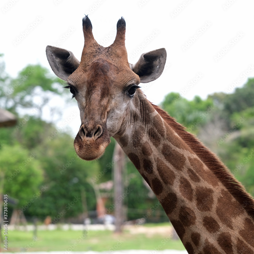 Fototapeta premium portrait of a giraffe in a zoo