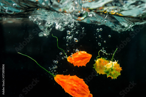 autumn leaves falling into water