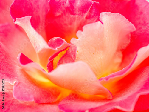 Bud of a red rose. Macro shooting, close-up. Flower petal.