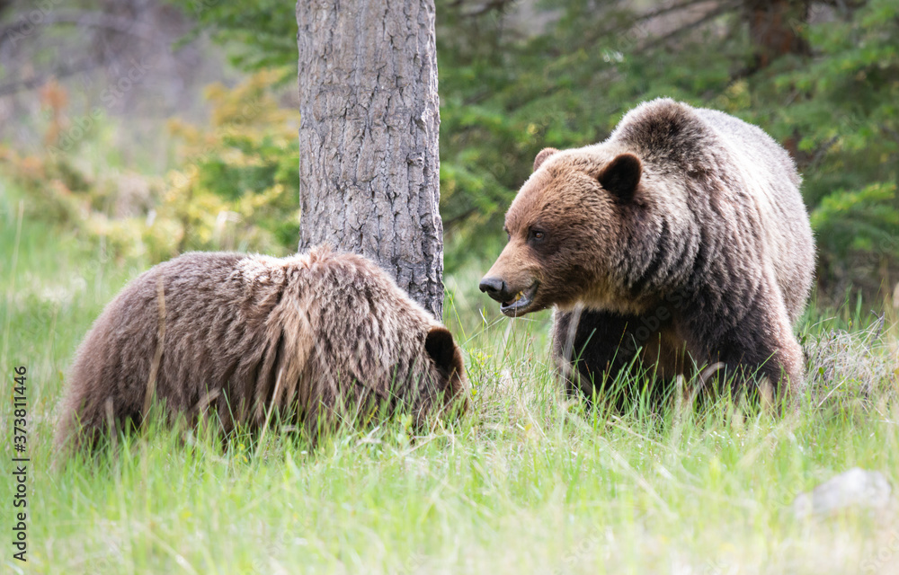 Grizzly bears in the spring