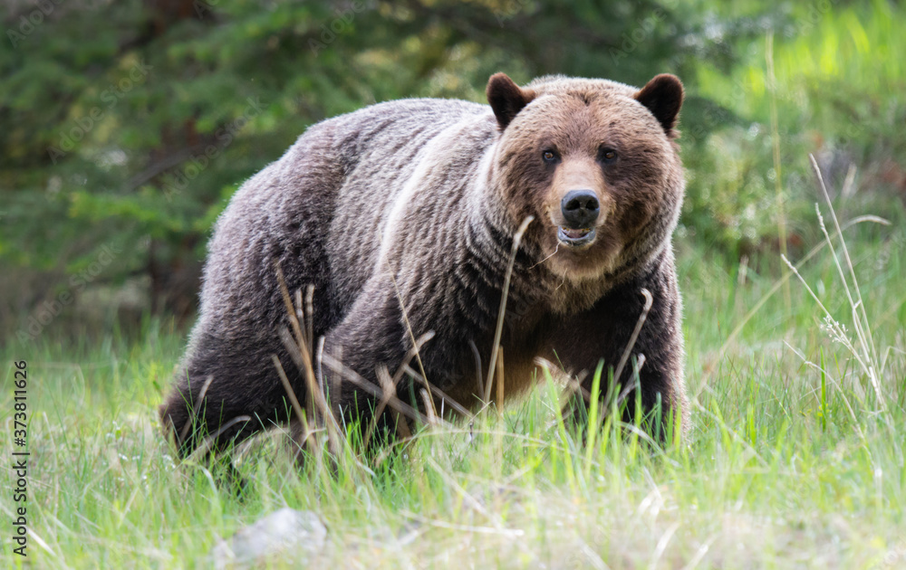 Grizzly bears in the spring