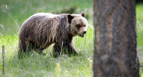Grizzly bears in the spring © Jillian