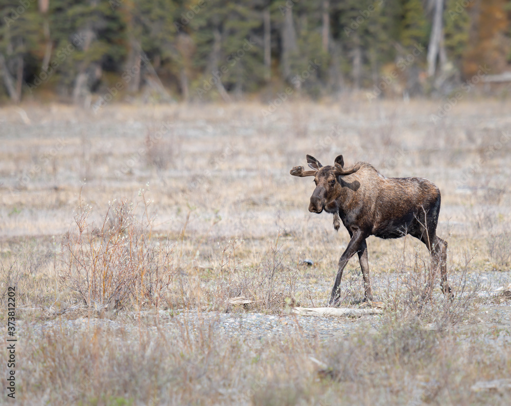 Moose in the spring Moose in the spring