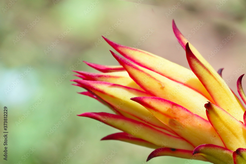 close up of red flower