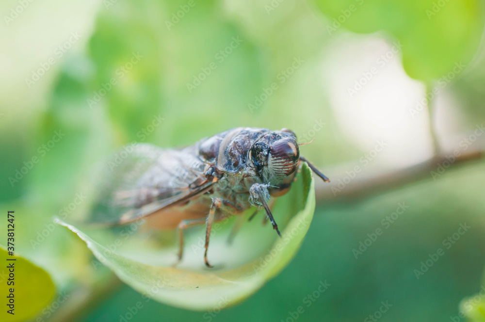 fly on leaf
