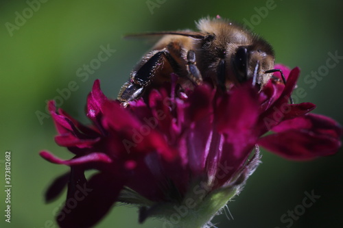 honeybee sitting on a red flower in natural lighting © AmirBahador
