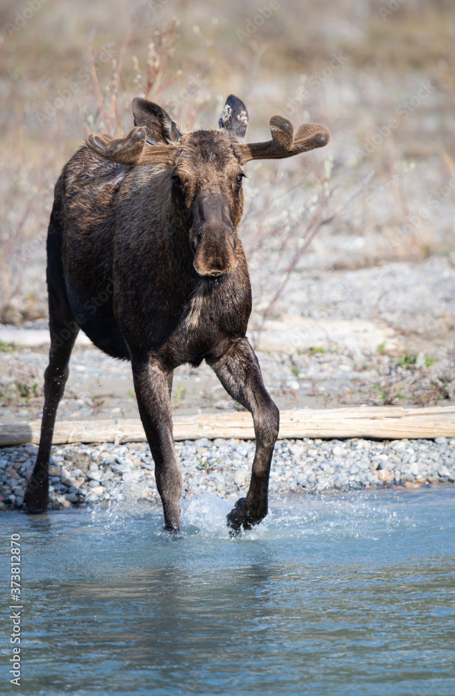 Fototapeta premium Moose in the spring