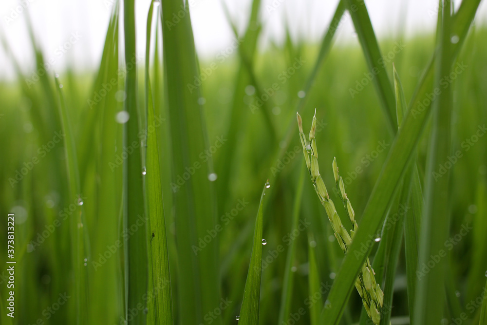 Rice field Rice field