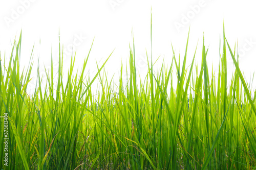 Green grass, slender leaves. White background.