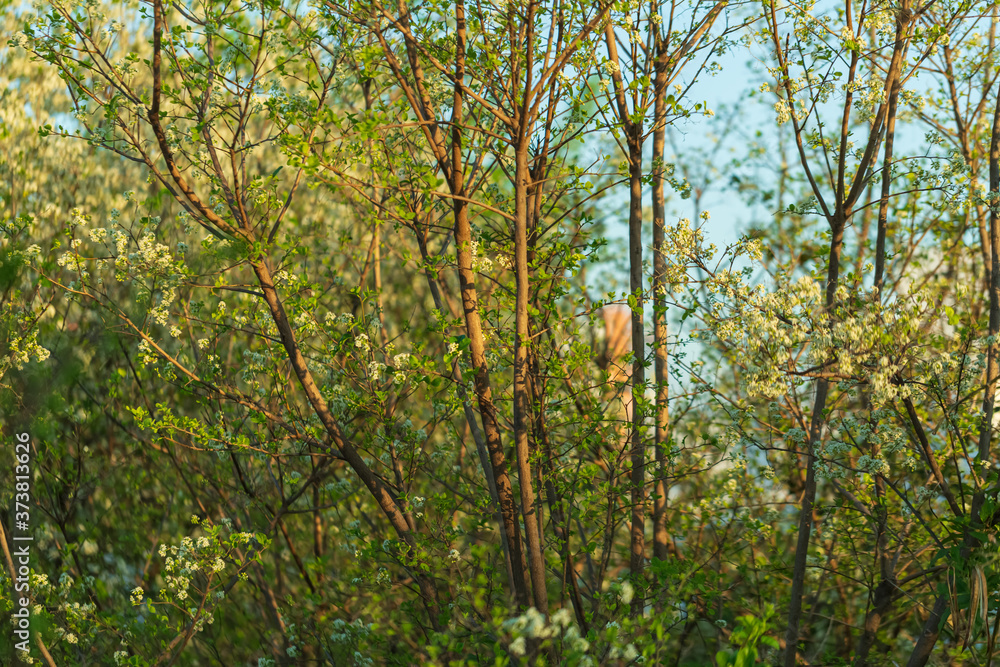 Pretty and simple nature with a sunny day Pretty and simple nature with a sunny day