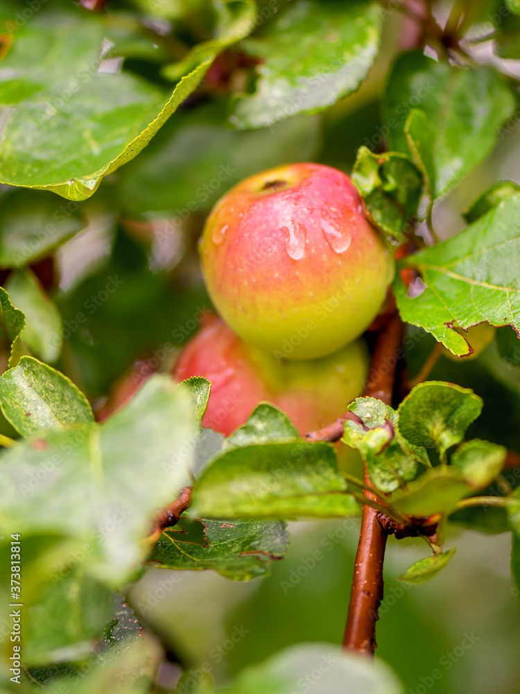 Close-up of wet apples growing on fruit tree Close-up of wet apples growing on fruit tree