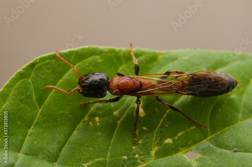  Ant. Dolichoderus thoracicus Smith. photo