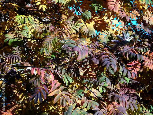 bright red and yellow autumn rowan leaves on the background of the sky, forest autumn background photo