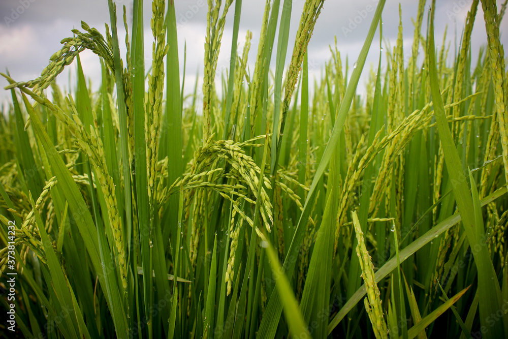Fototapeta premium Rice field