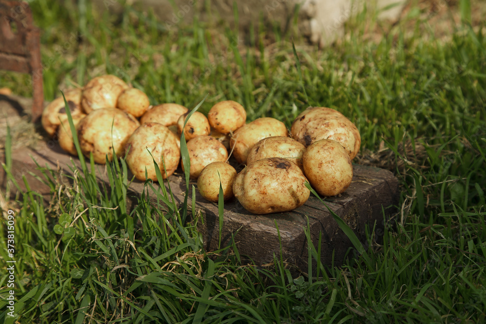 crop: white potatoes close-up. the products are ready for export. import of seasonal goods. crop: white potatoes close-up. the products are ready for export. import of seasonal goods.