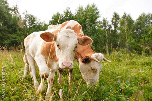 cow grazing on a green meadow. large horned livestock eats the grass. animals close up. Concept of meat products  agriculture  life in nature  organization for the protection of animals