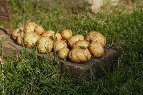 crop: white potatoes close-up. the products are ready for export. import of seasonal goods.